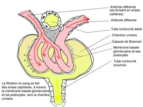 Physiologie Des Systèmes Intégrés Les Principes Et Fonctions Le