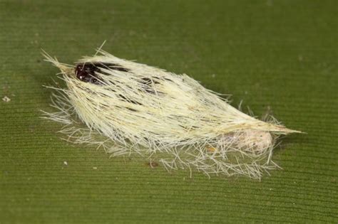 Hairy Cocoons Nature Closeups