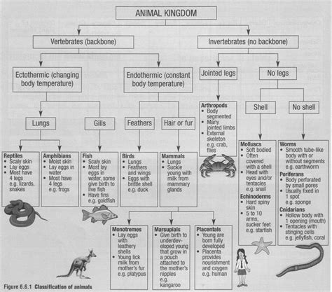 Classifying Vertebrates And Invertebrates Teaching Science Biology