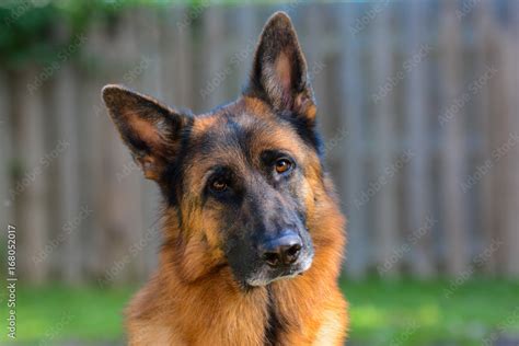 Red And Black German Shepherd Dog