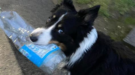 Lomito Recolector Viralizaron A Perrito Que Ayuda A Trabajadores De Limpieza A Subir Basura A