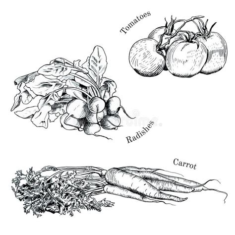 Esboços Tirados Mão Da Tinta Dos Vegetais Ajustados Ilustração do Vetor