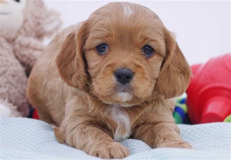 Cavoodle Puppies For Sale Chevromist Kennels Puppies Australia