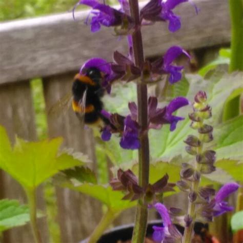 Salvia X Sylvestris Mainacht Syn Salvia X Sylvestris May Night