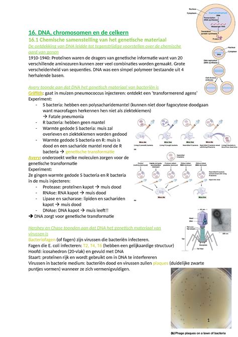 Sv H16 DNA Chromosomen En Celkern X 16 DNA Chromosomen En De