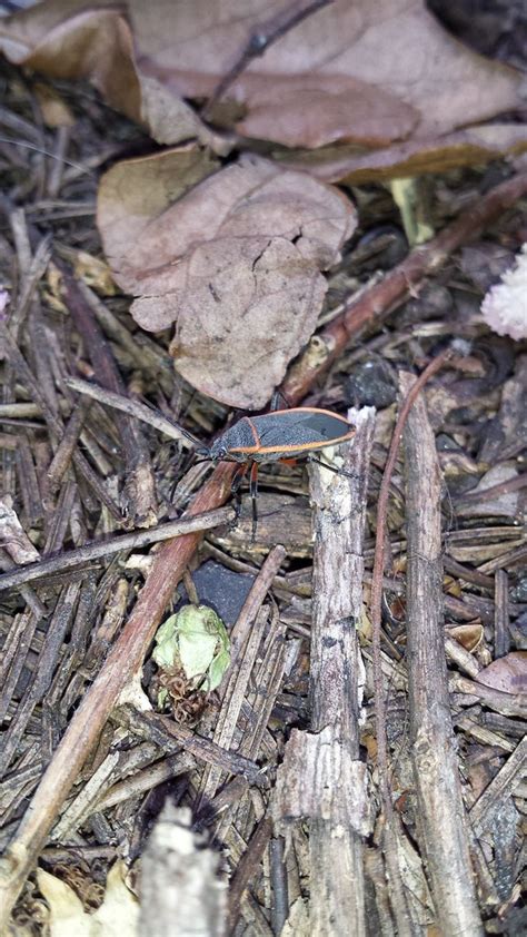 Bordered Plant Bug Largus Succinctus Wise Snake Flickr