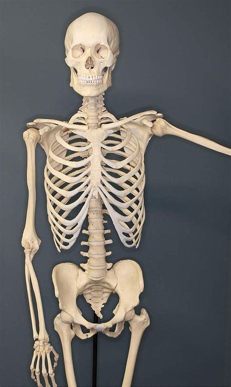 File:Human-Skeleton.jpg - Wikimedia Commons