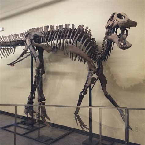 Real Dinosaurs Fossils