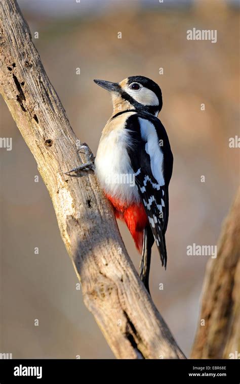 Great Spotted Woodpecker Picoides Major Dendrocopos Major At