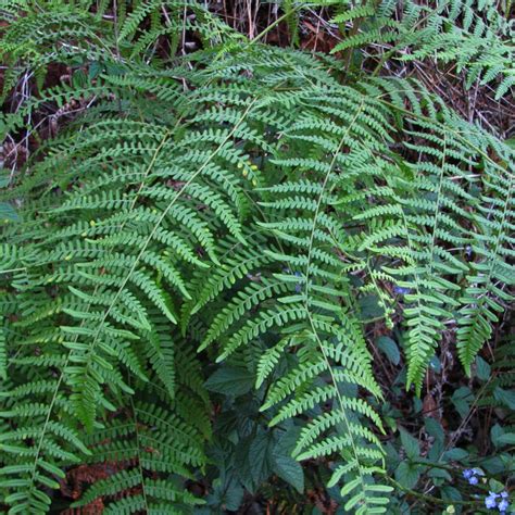 Buy Organically Grown Bracken Fern - Moss & Stone Gardens