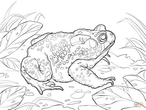 American Toad Coloring Page Free Printable Coloring Pages Coloring