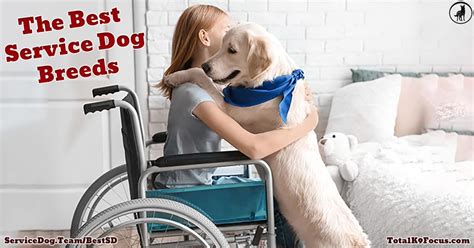 What Is The Best Service Dog Breed Total K9 Focus