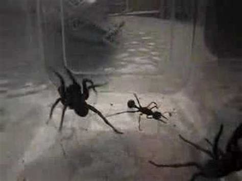 Inch Ant Vs Wolf Spider Part Youtube