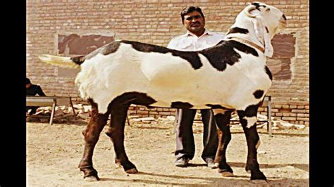 Indias Biggest Beetal Goat Tausif Bhai Ka Punjabi Bakra Youtube