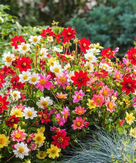 Votaniki Mixed Topmix Dahlia Bulbs For Planting Colorful And Vibrant