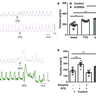 Effect Of Tetrodotoxin Ttx And Electrical Field Stimulation Efs