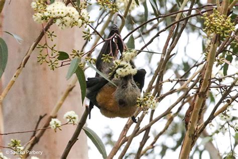 Why are Flying-Foxes Important? - Byron Shire Council