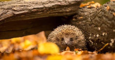 Igeln Richtig Helfen Deutscher Tierschutzbund E V