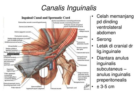 Ppt Dinding Ventrolateral Abdomen And Peritoneum Powerpoint Presentation Id4354160