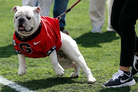 Uga XI, a puppy named Boom, was introduced at the Georgia spring game