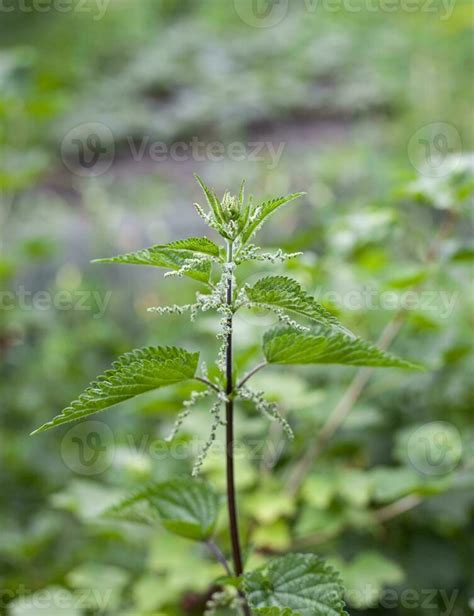 Urtica Dioica Often Called Common Nettle Or Stinging Nettle