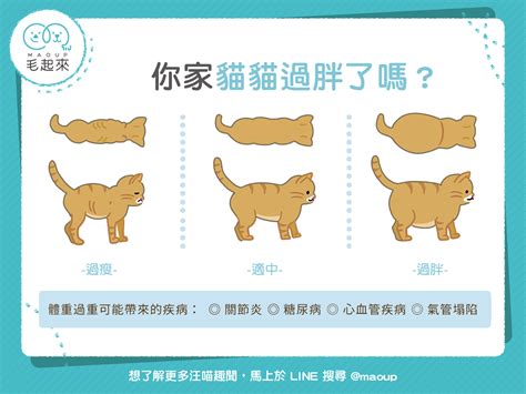 【貓貓健康】你家貓咪過胖了嗎？體型比一比！ 毛起來 Maoup