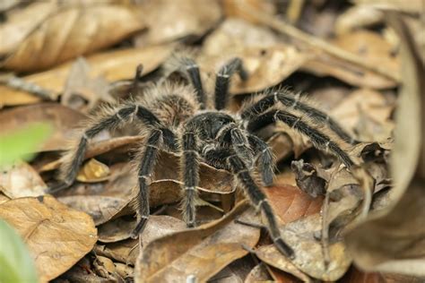 Brazilian Salmon Pink Tarantula From Murici AL Brasil On March 2