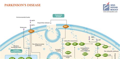 Parkinson's Disease Pathway