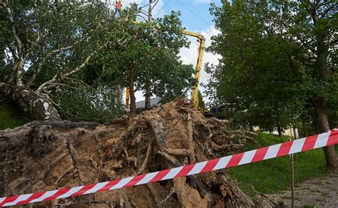 Lasy Państwowe podsumowują zniszczenia po burzach Rzeczniczka Takich