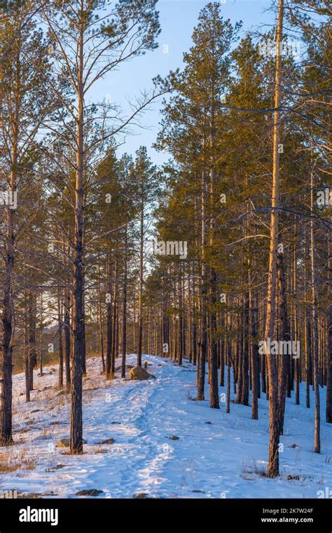 Taiga wood in the winter. Winter taiga. The Siberian wood in the winter in Russia Stock Photo ...