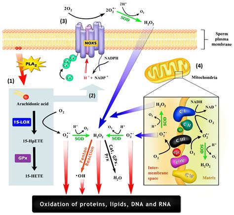 Antioxidants Free Full Text From Past To Present The Link Between