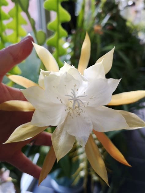 Epiphyllum Anguliger