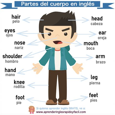 Partes del cuerpo humano en inglés y español con imagen y ejercicio