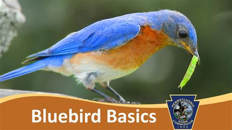 Bluebird Basics Cavity Nest Boxes Youtube