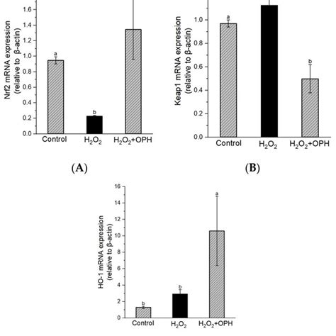 Effect Of Oph On Nrf Keap Ho Mrna Expression In H O Damaged Pc