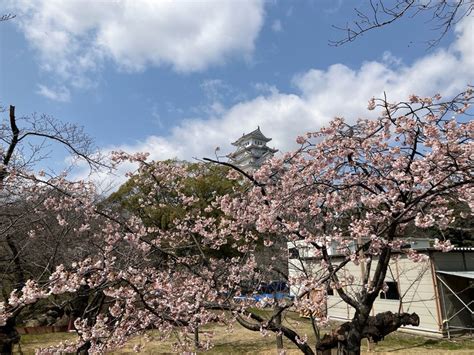 世界遺産・国宝姫路城の桜 開花状況（2024年3月22日現在）【兵庫県姫路市】 はりま男子