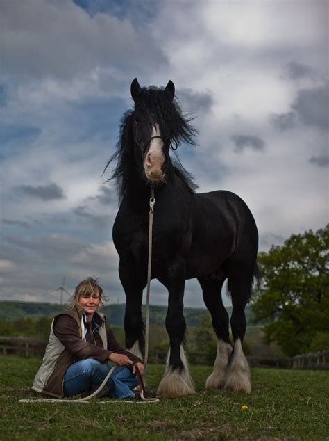 FOTOGRAFIE JAKOB STUDNAR HEIKE UEBELGÜNN SHIRE HORSE