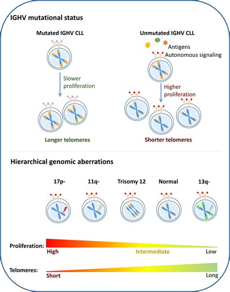 Frontiers Telomere Dysfunction In Chronic Lymphocytic Leukemia