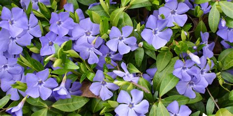 The Best Ground Covers For Clay Soil GFL Outdoors