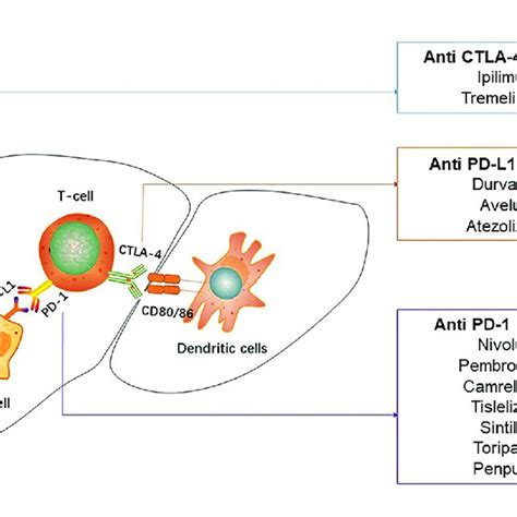 Immune Checkpoint Inhibitors Used In Hepatocellular Carcinoma Pd 1 Download Scientific