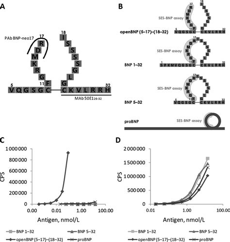 Novel BNP Neo17 Immunoassay A Schematic Representation Of OpenBNP