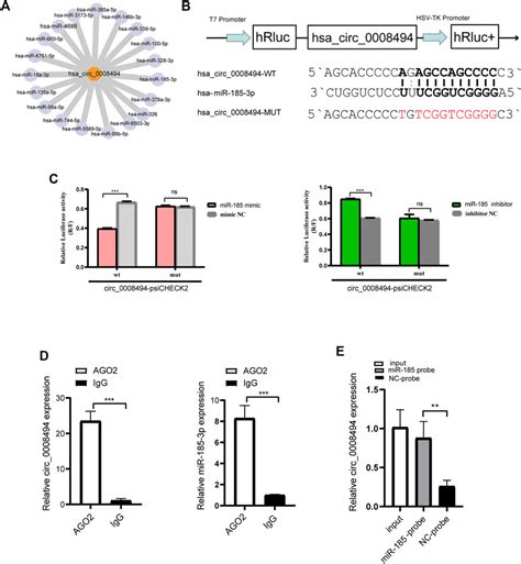 Frontiers Suppressing Circ 0008494 Inhibits HSCs Activation By