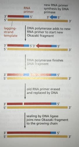 Dna Replikation Transkription Translation Telomerer Rtflighet