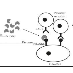 Interaction Of Exercise And RANKL RANK OPG Biomolecular Pathway OPG