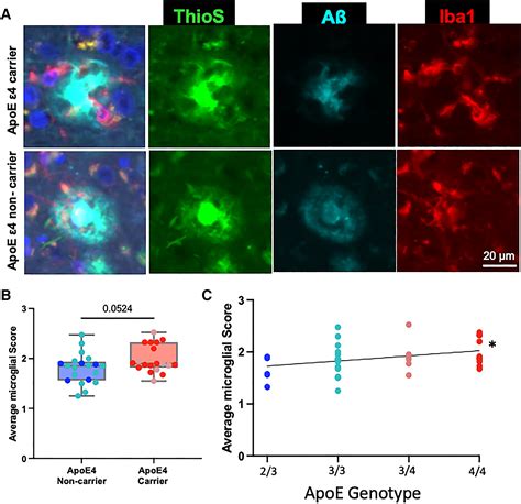 APOE2 Gene Therapy Reduces Amyloid Deposition And Improves Markers Of