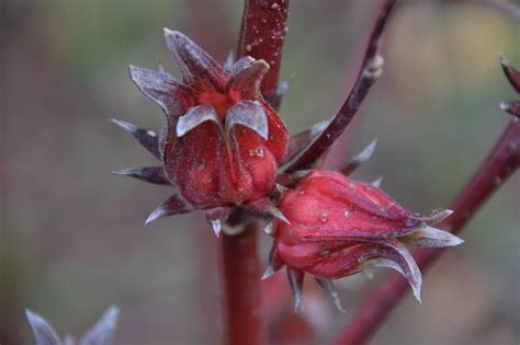 6 Roselle Medicinal Benefits You Probably Didn't Know About - The PlantTube