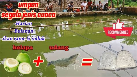 umpan ikan mas siap² jadi juara Umpan Putih Ikan Mas AMPUH YouTube