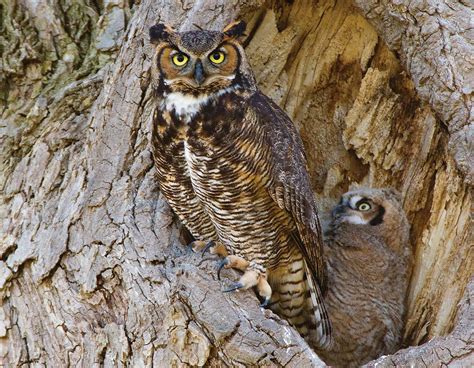 Go on the prowl for owls with MDC at Runge Nature Center | Missouri ...