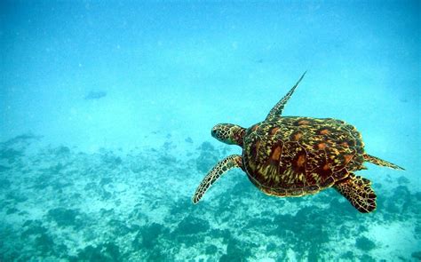 La faune sauvage de la Martinique plus que jamais menacée GoodPlanet mag