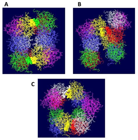 Genes Free Full Text Modeling Of The Sv40 Dna Replication Machine